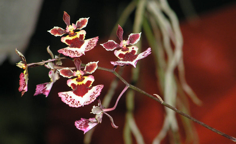 Orchidea.16.JPG - OLYMPUS DIGITAL CAMERA